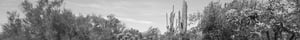 2018_Marana_AZ_Terrain_045_web_banner